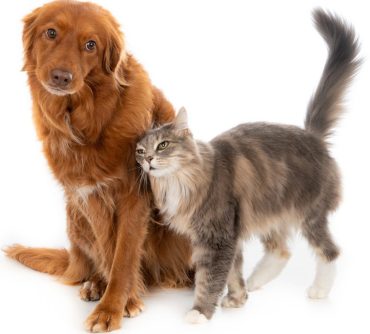 grey-fluffy-domestic-cat-with-long-hair-showing-its-affection-brown-dog-with-long-hair